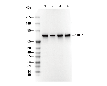 KRIT1 Antibody