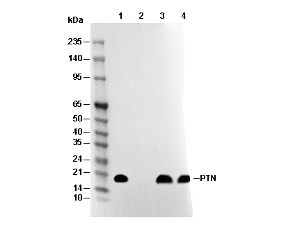 PTN Antibody