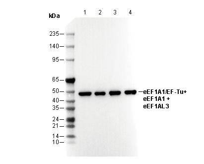 eEF1A1/EF-Tu+eEF1A1 + eEF1AL3 Antibody