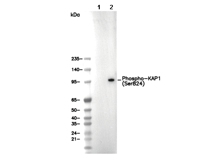 Phospho-KAP1 (Ser824) Antibody