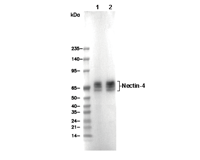 Nectin-4 Antibody