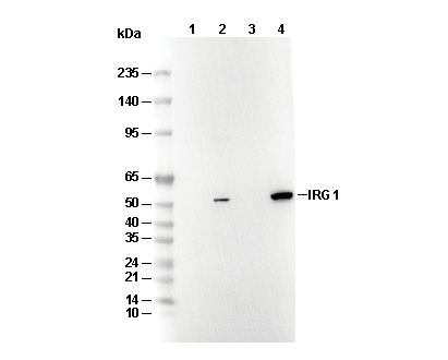 IRG1 Antibody