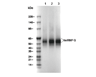 HAI-1 Antibody