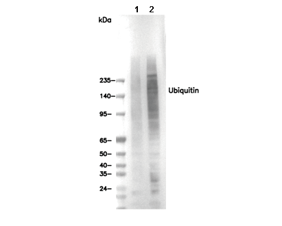 Ubiquitin Antibody