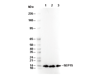 SEP15 Antibody