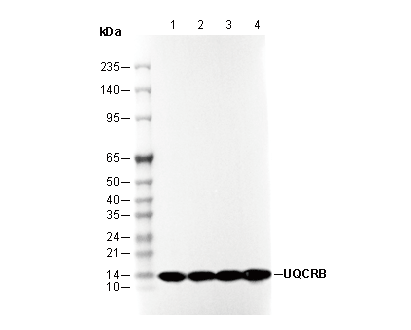 UQCRB Antibody