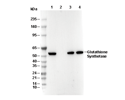 Glutathione Synthetase Antibody