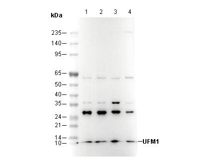 UFM1 Antibody