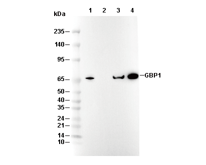 GBP1 Antibody