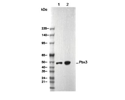 Pbx3 Antibody