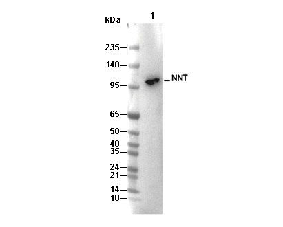 NNT Antibody