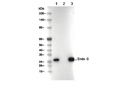 Endo G Antibody