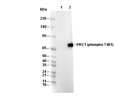 Phospho-PRC1 (Thr481) Antibody