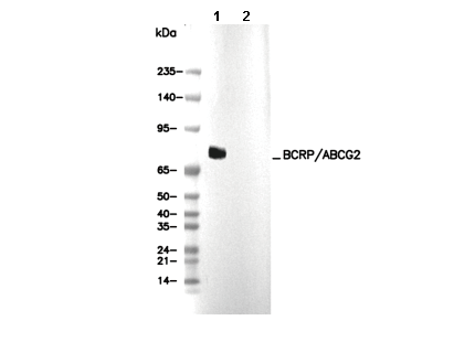 BCRP/ABCG2 Antibody