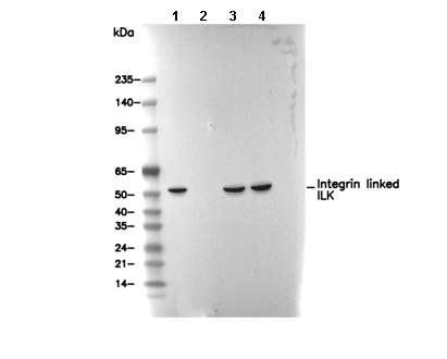 Integrin linked ILK Antibody