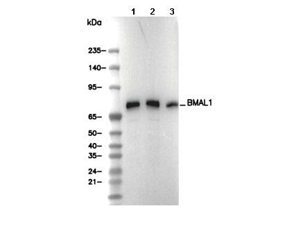 BMAL1 Antibody