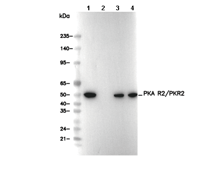 PKA R2/PKR2 Antibody