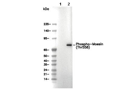 Phospho-Moesin (Thr558) Antibody