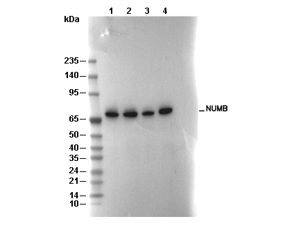 NUMB Antibody