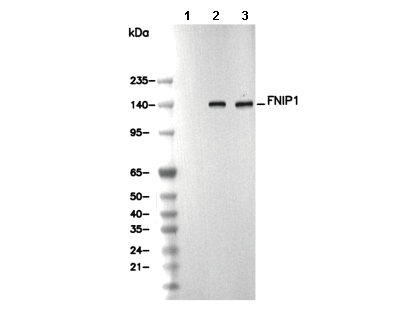 FNIP1 Antibody