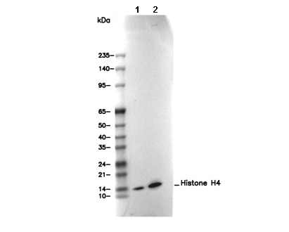 Histone H4 Antibody