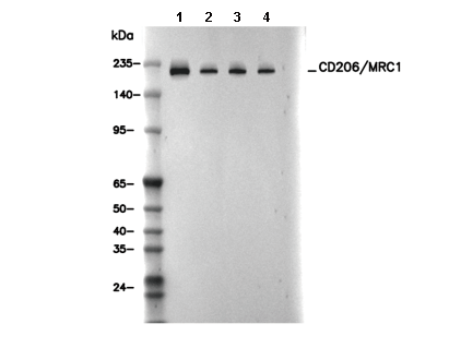 CD206/MRC1 Antibody