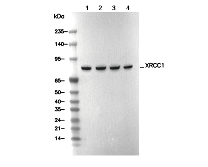 XRCC1 Antibody