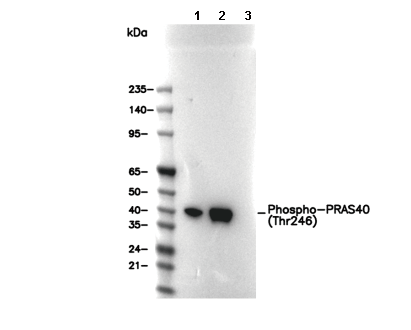 Phospho-PRAS40 (Thr246) Antibody