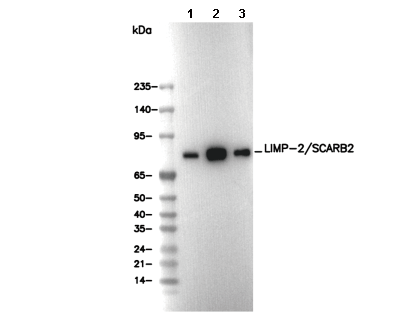 LIMP-2/SCARB2 Antibody