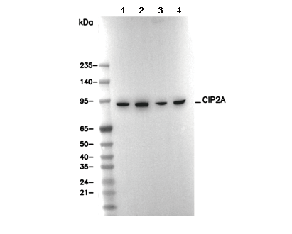 CIP2A Antibody