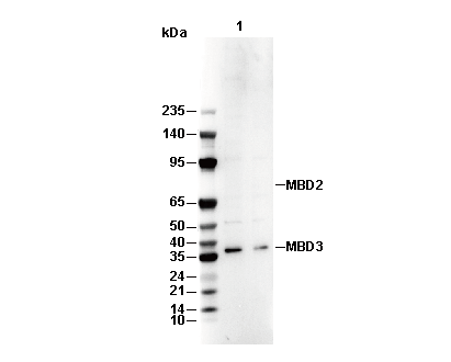 RNase L Antibody