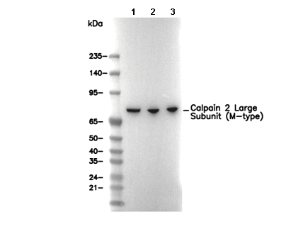 Calpain 2 Large Subunit (M-type) Antibody