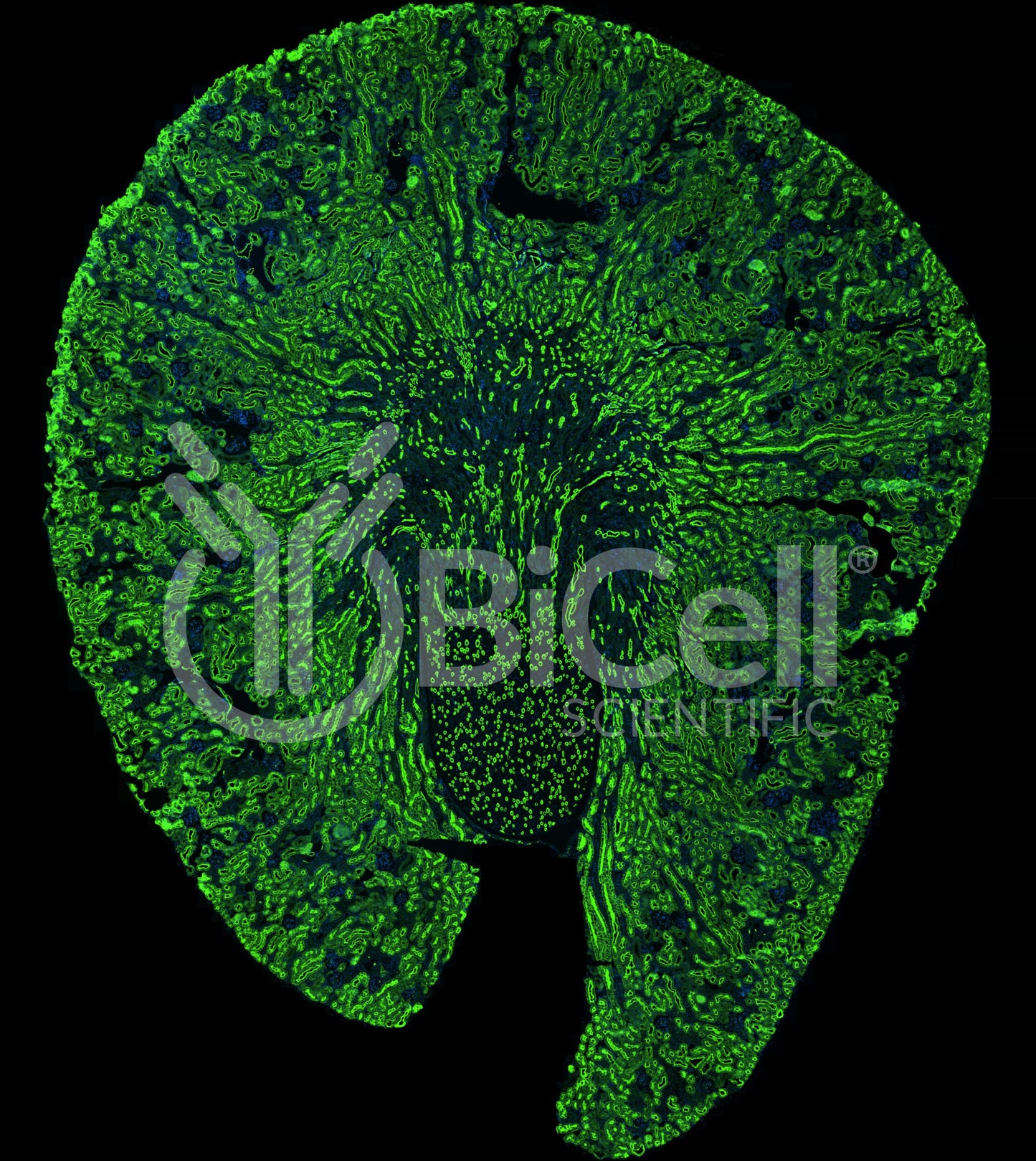Aquaporin-1 (AQP1) Antibody