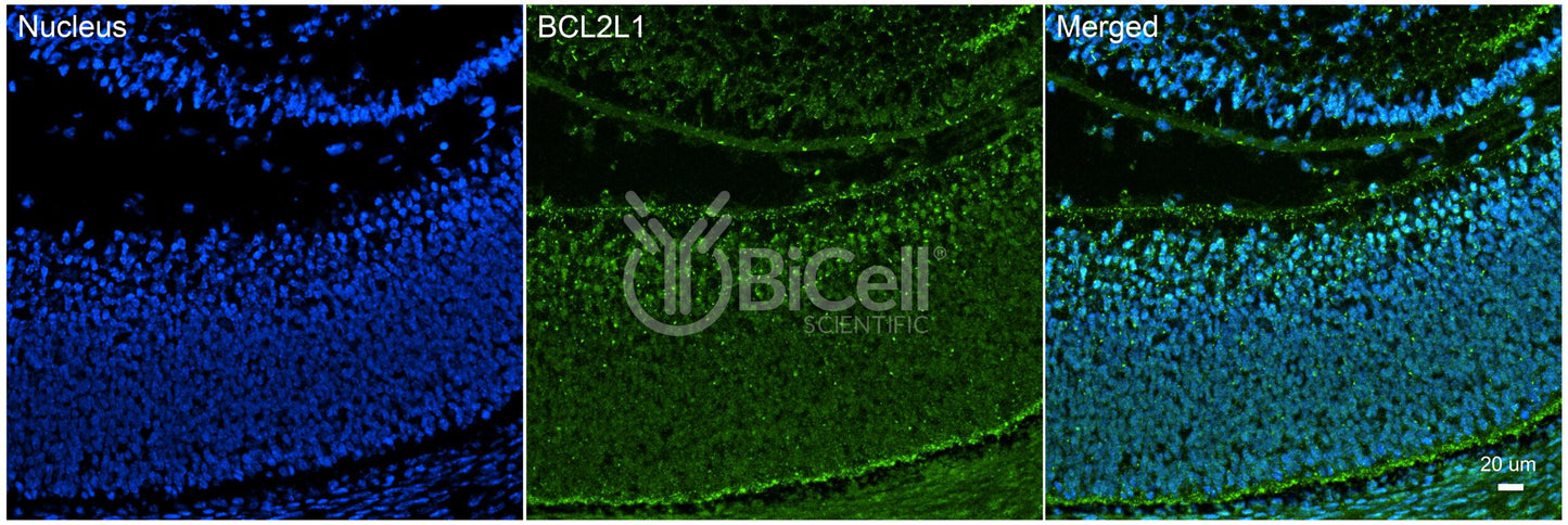 BCL2L1 (Bcl-X) Antibody
