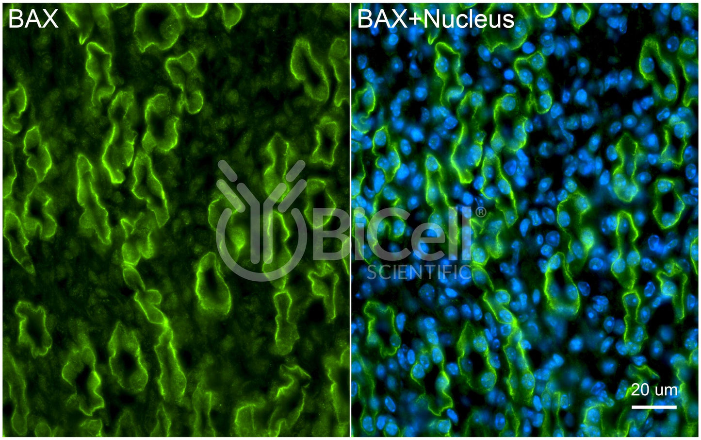 BAX (BCL2L4) Antibody - Western Blot Validated