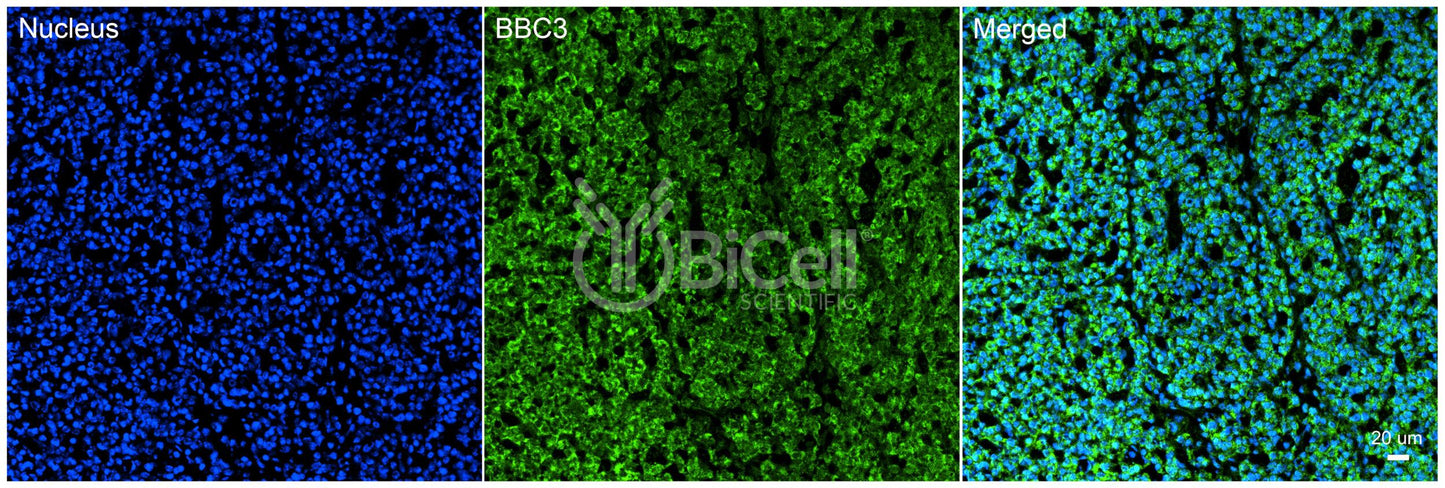 BBC3 (PUMA) Antibody