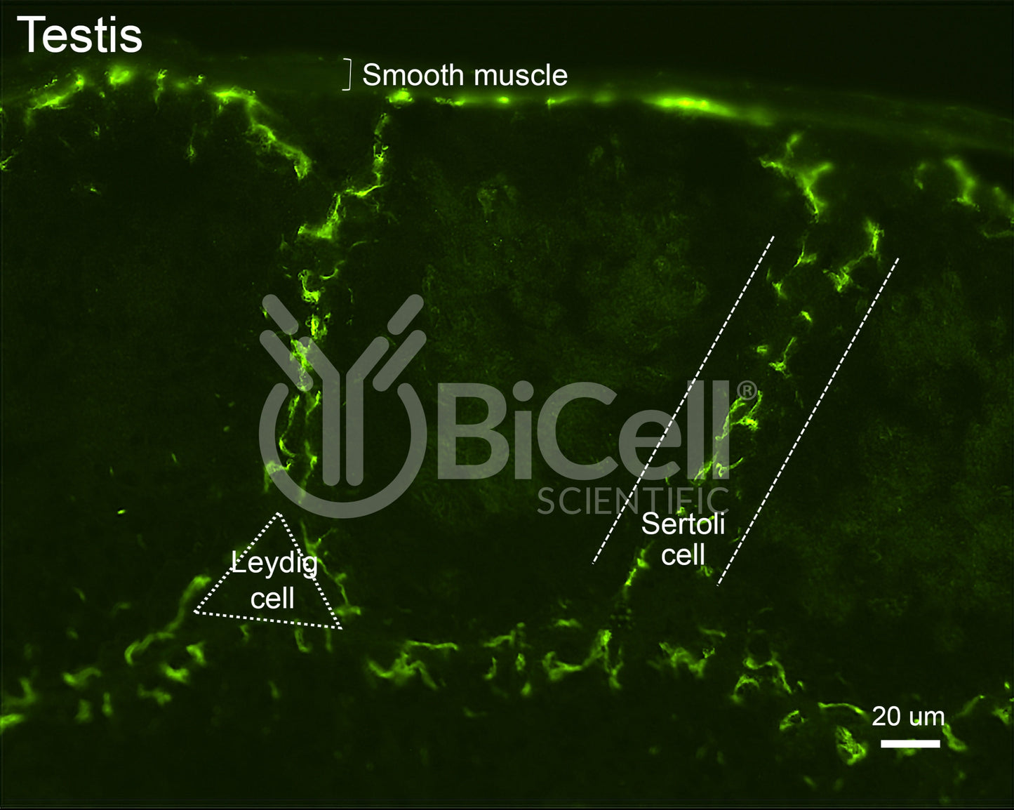 Claudin-11 (CLDN11) Antibody - Western Blot Validated