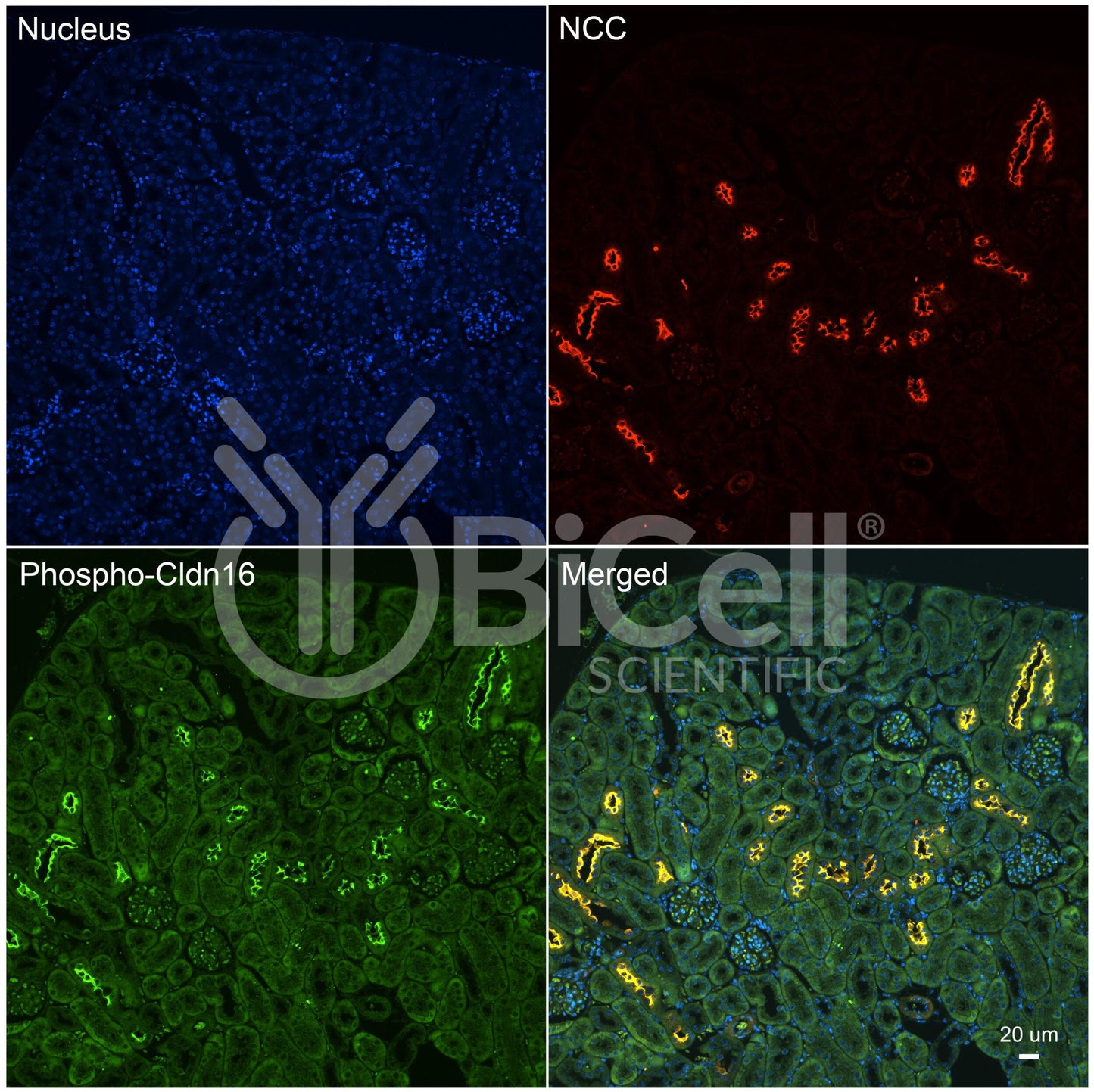 Claudin-16 (CLDN16) (Phospho-Thr233) Antibody - Western Blot Validated
