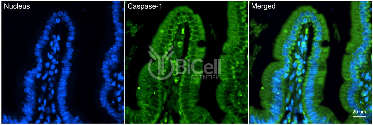 Caspase-1 (CASP1) Antibody