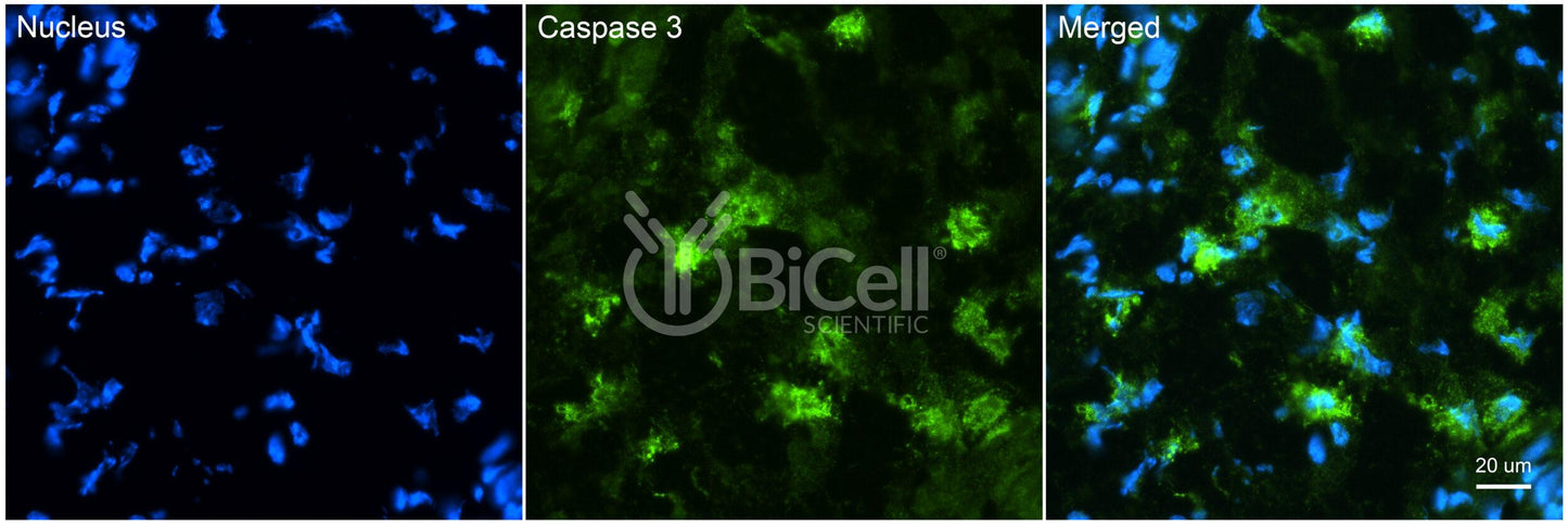 Caspase-3 (CASP3) Antibody - Western Blot Validated