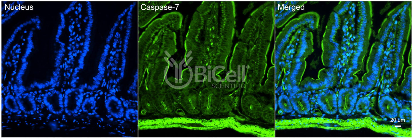 Caspase-7 (CASP7) Antibody - FFPE Validated