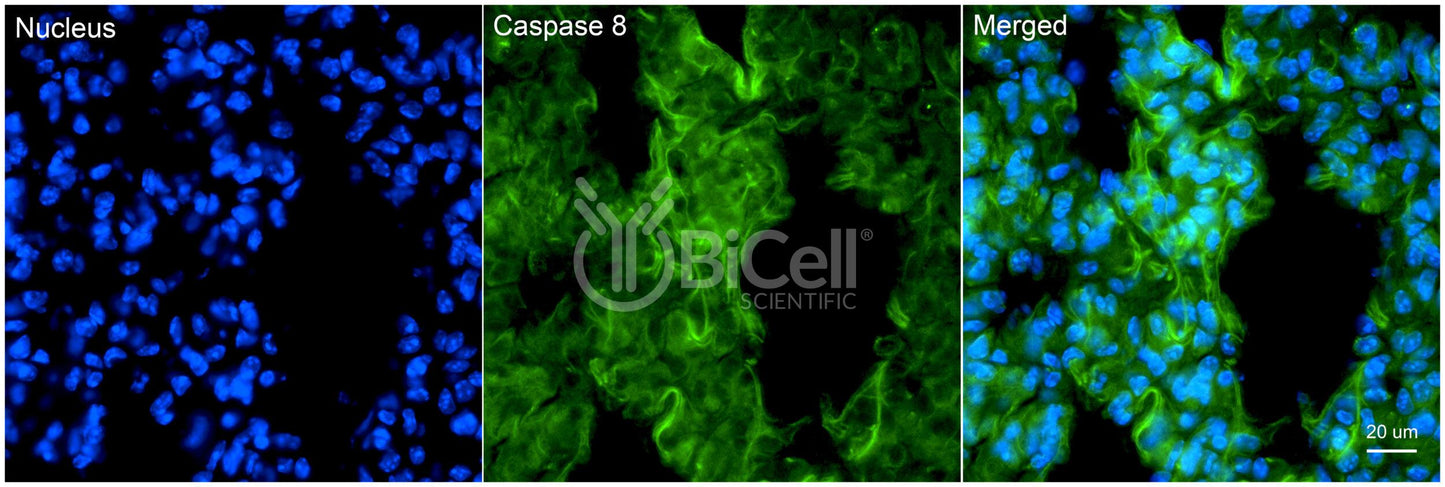 Caspase-8 (CASP8 or CAP4) Antibody - Western Blot Validated