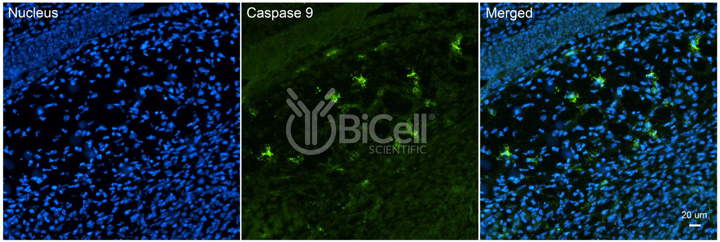 Caspase-9 (CASP9) Antibody