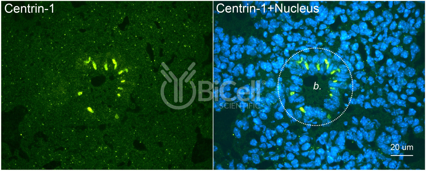Centrin-1 Antibody - FFPE Validated
