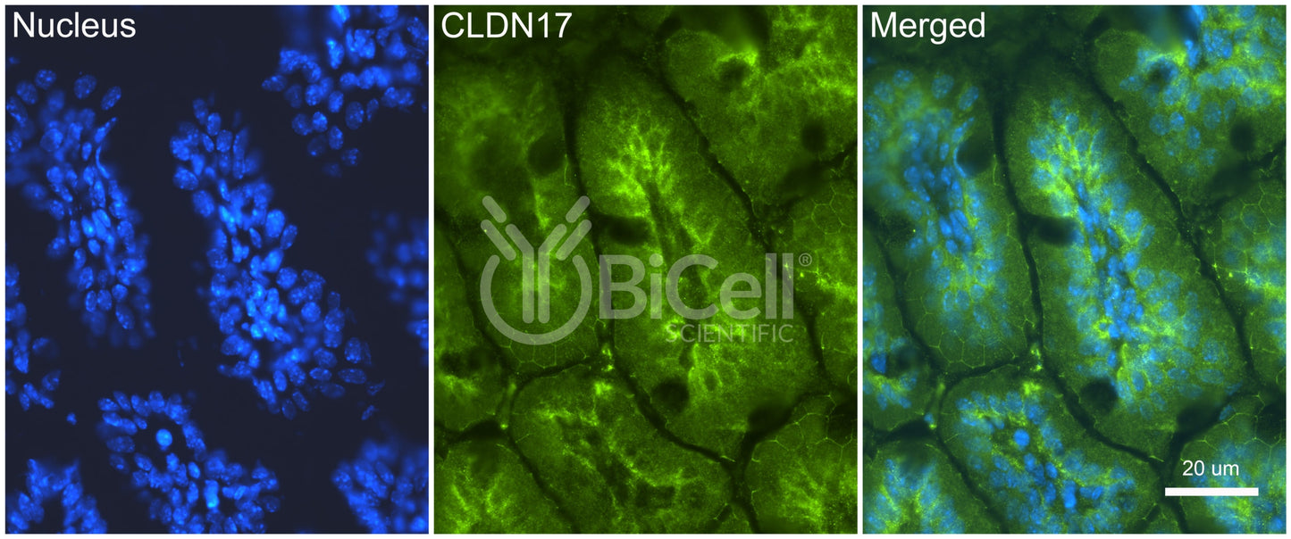 Claudin-17 (CLDN17) Antibody - FFPE Validated