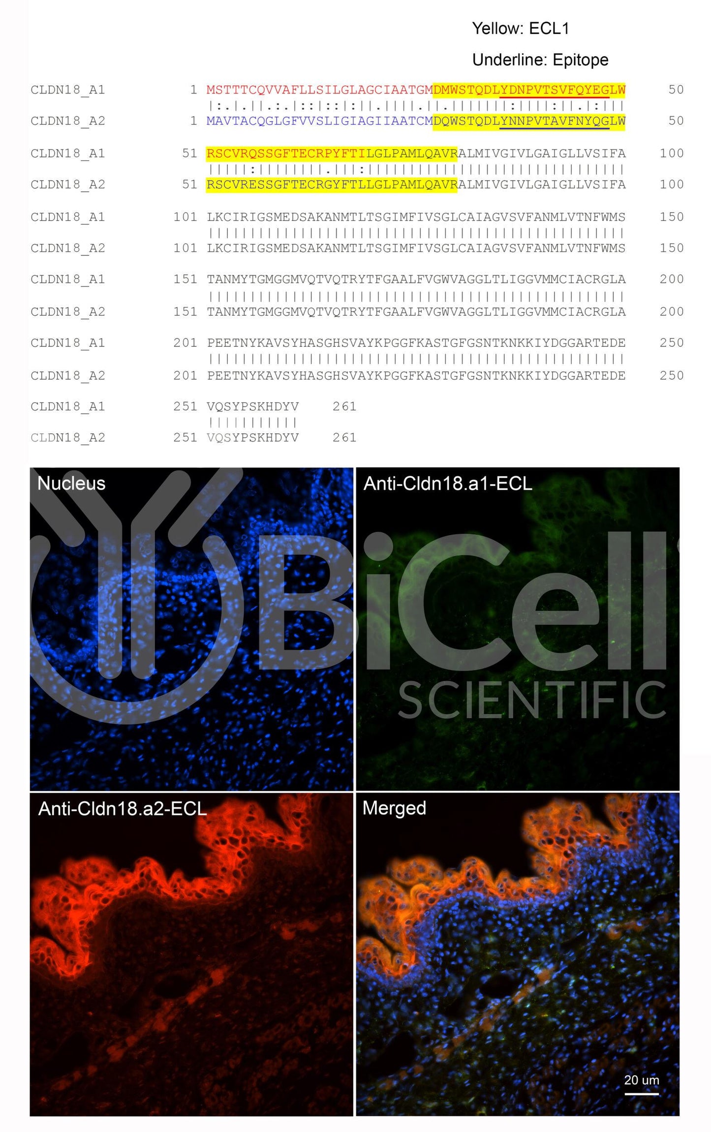 Claudin-18.a1 ECL (CLDN18.a1-ECL) Antibody