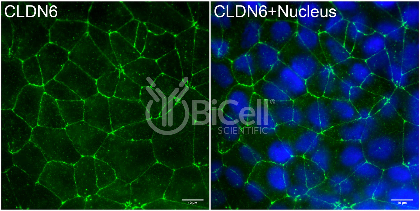 Claudin-6 (CLDN6) Antibody - Western Blot Validated