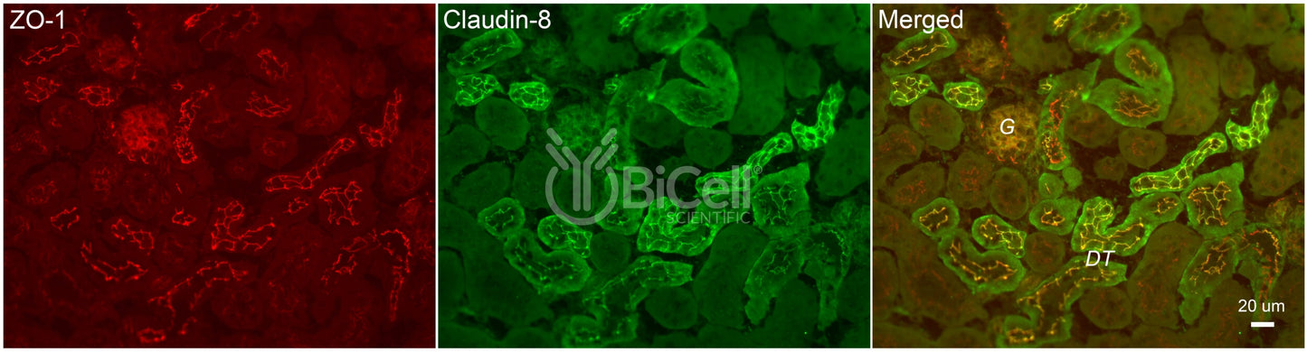 Claudin-8 (CLDN8) Antibody - Western Blot Validated