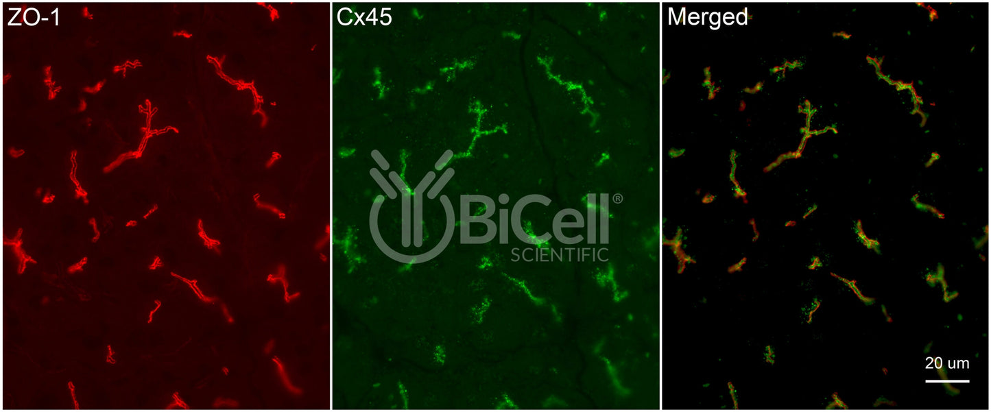 Connexin-45 (Cx45 or Gjc1) Antibody - Western Blot Validated