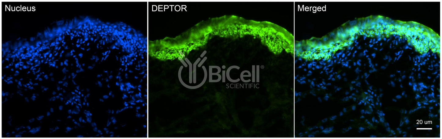 DEPTOR Antibody